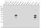 Anti-Phospho-MAP2 (S136) Rabbit Monoclonal Antibody